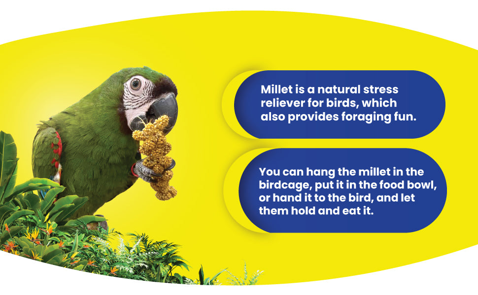 Birds LOVE French Kissed Spray Millet for Birds - info